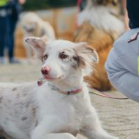 Ile kosztuje hodowla psów?