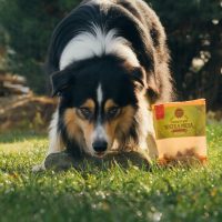 Żywienie i pielęgnacja </br>Border Collie